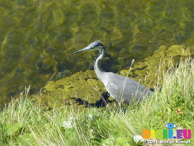 FZ031972 Heron